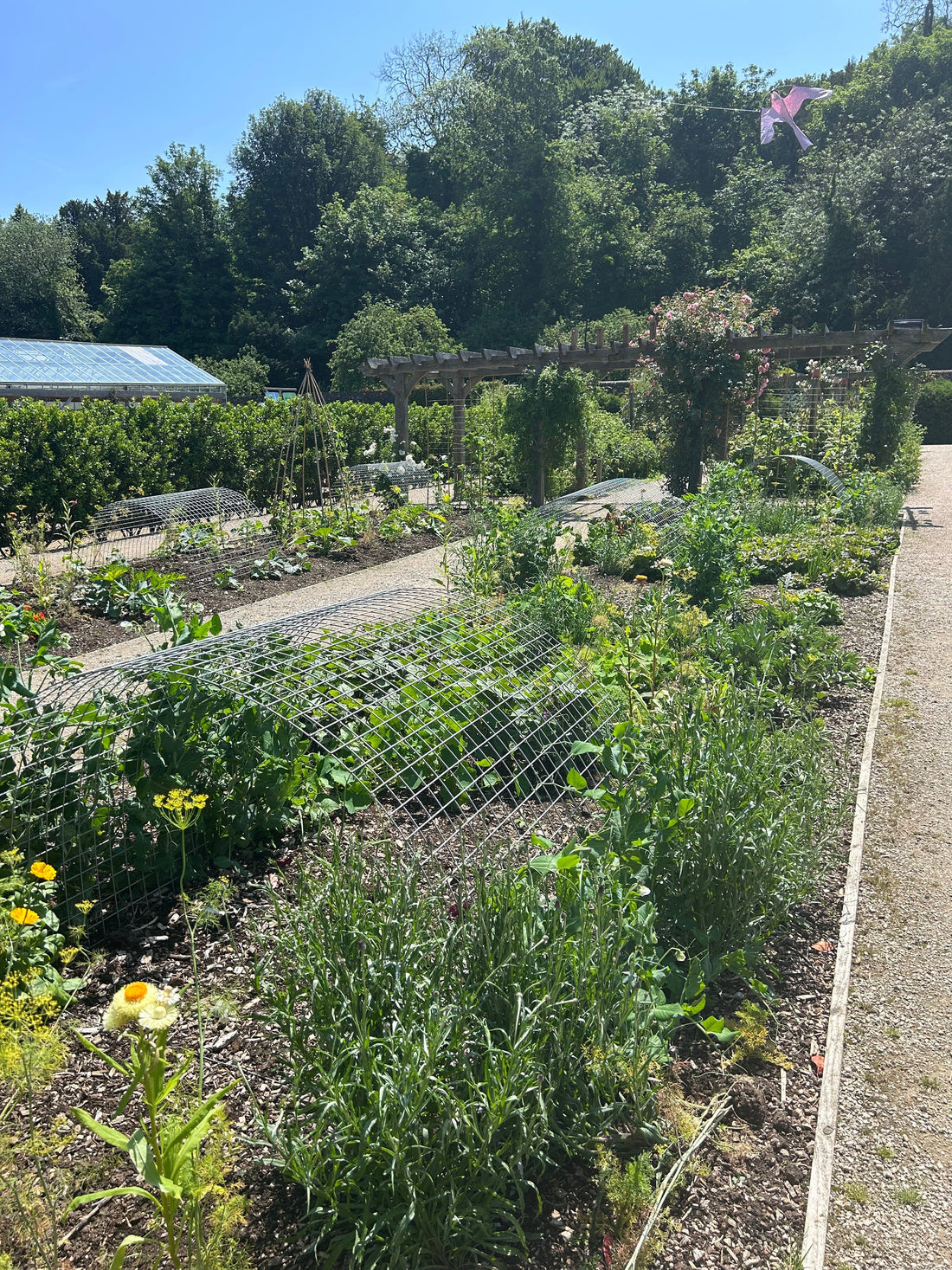5 Reasons to Start Growing Your Own