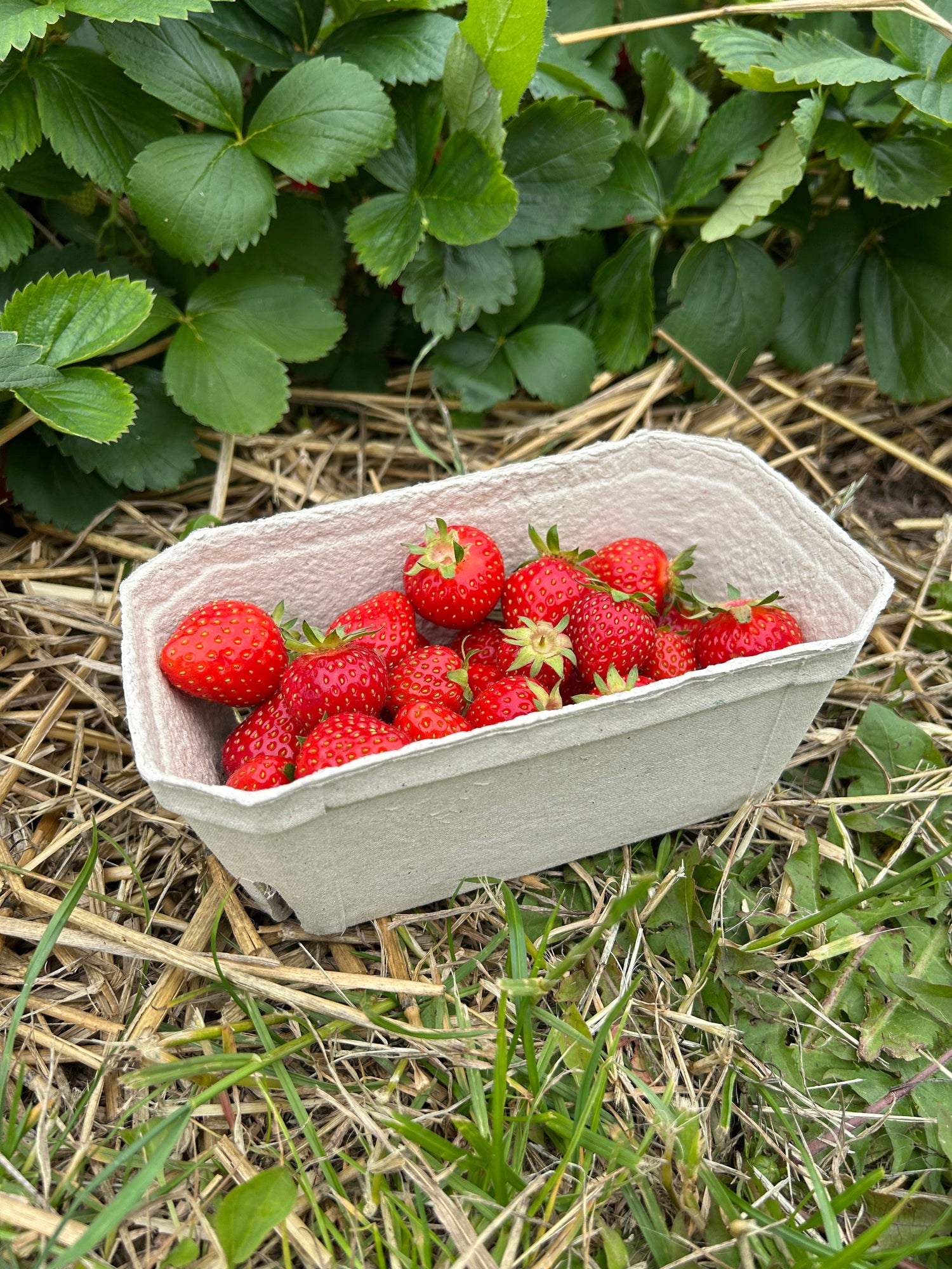 Harvesting & Storage