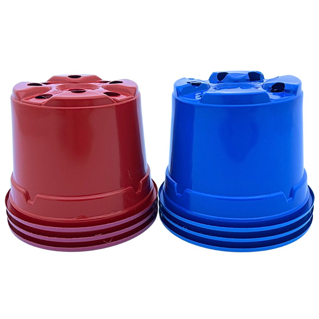 Bramley & Sage 9cm Coloured Pots of Red and Blue - set of 100
