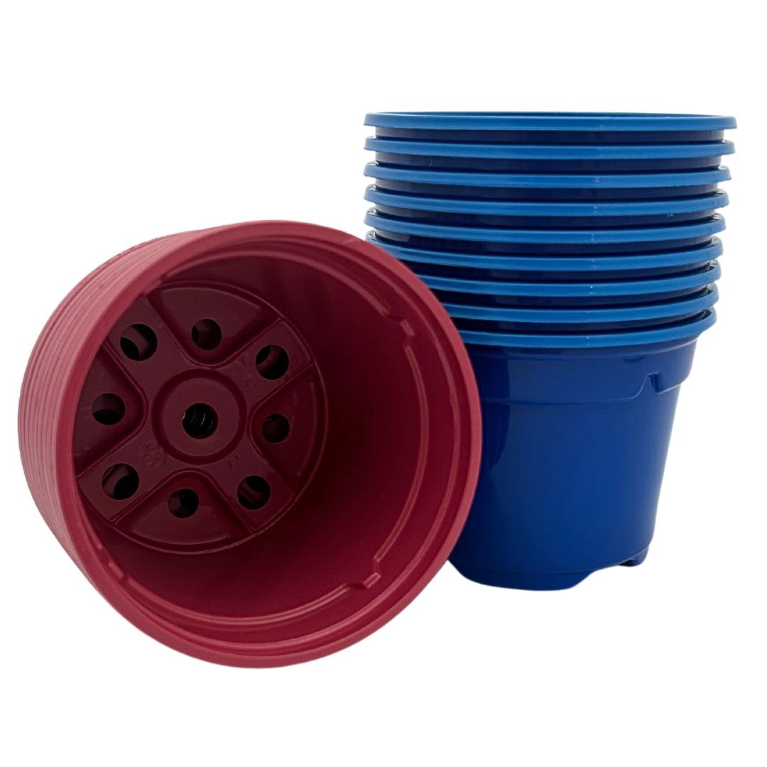 Bramley & Sage 9cm Coloured Pots of Red and Blue - set of 100