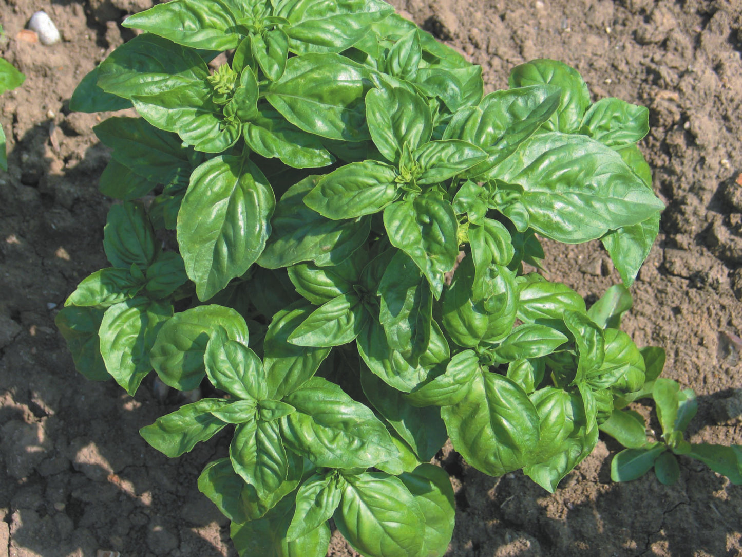Bramley & Sage Sweet Genovese Basil Seeds – approx. 50 seeds pp.