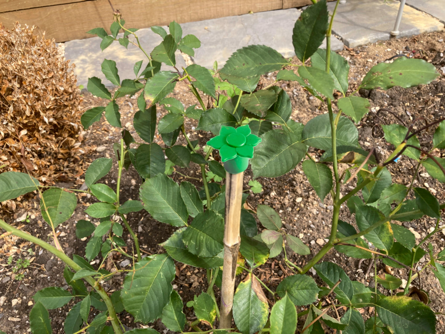 Bramley & Sage Large Cane Caps (pack of 10)