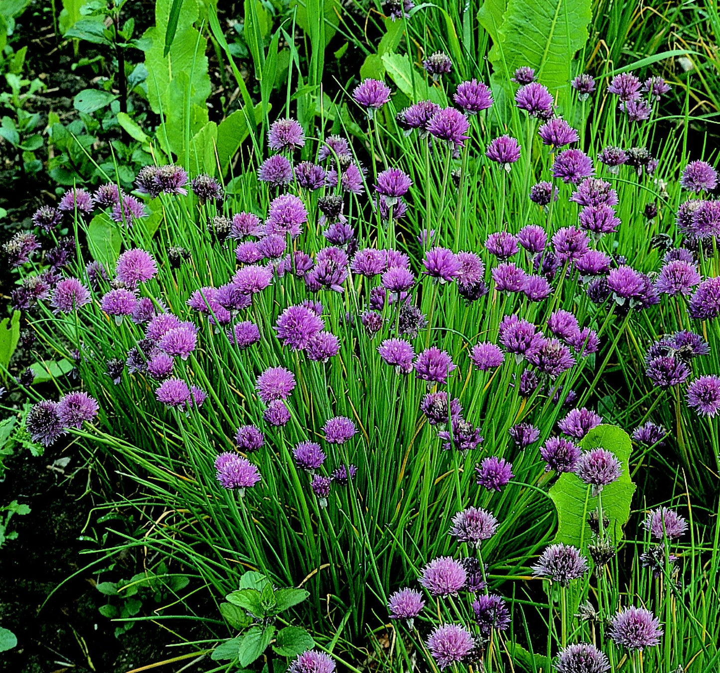 Bramley & Sage Chives Seeds – approx. 75 seeds pp.