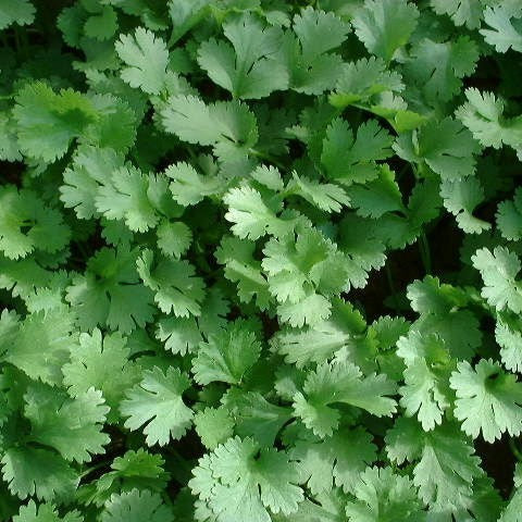Bramley & Sage Coriander Calypso Seeds – approx. 70 seeds pp.