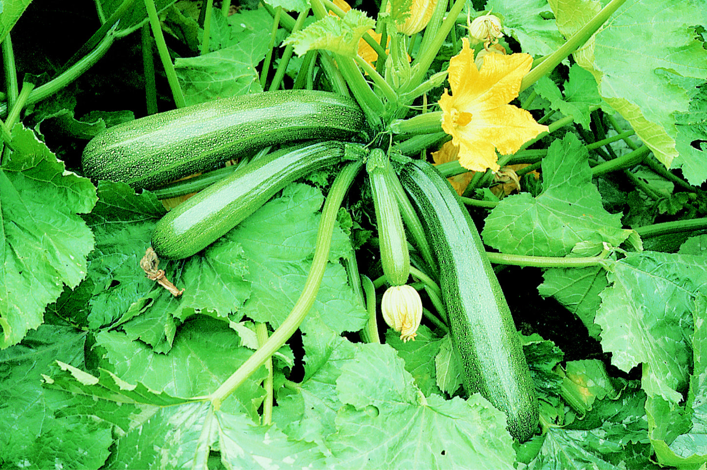 Bramley & Sage Green Bush Courgette / Marrow Seeds – 10 seeds pp.