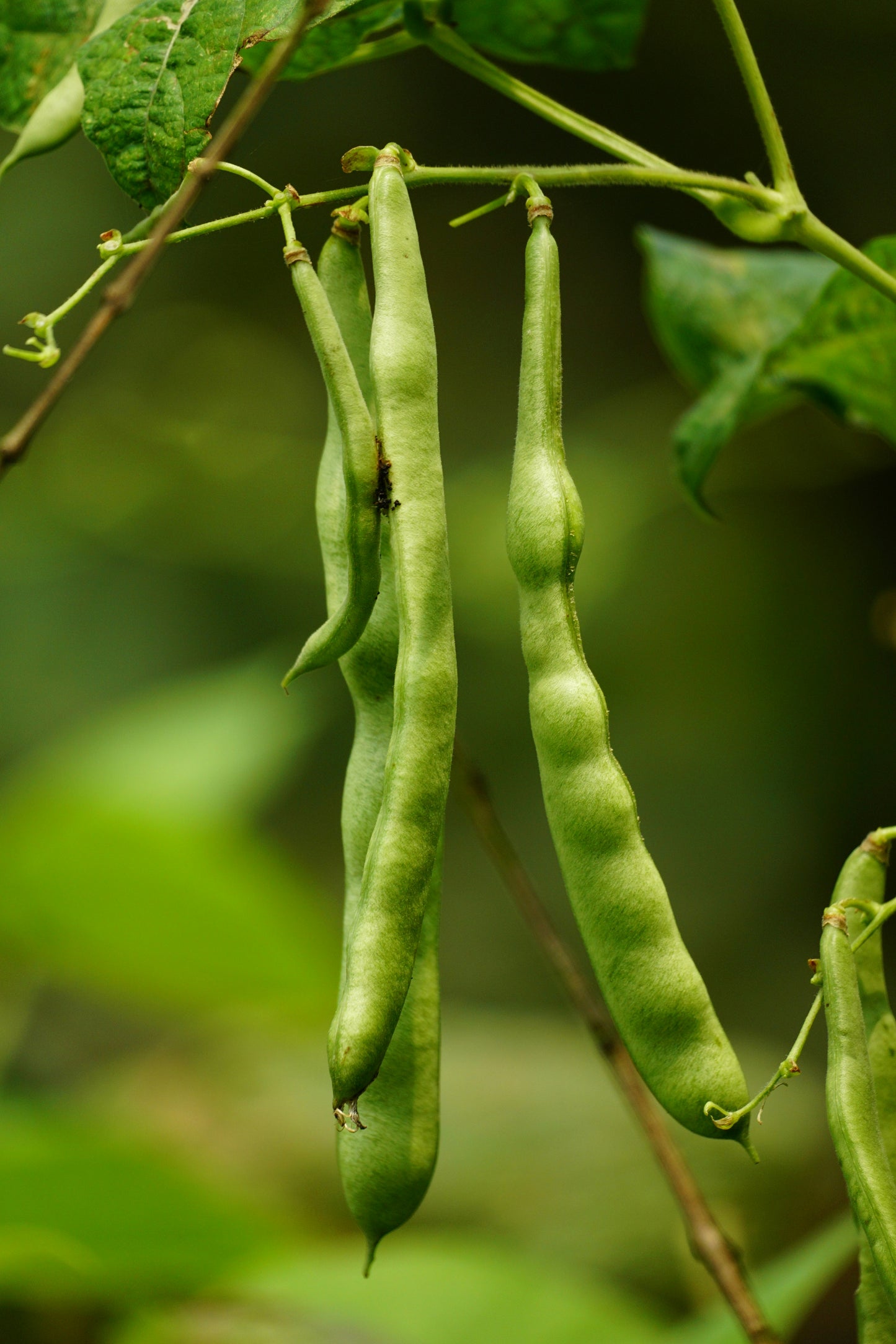 Bramley & Sage Climbing French Cobra Bean Seeds – 20 seeds pp