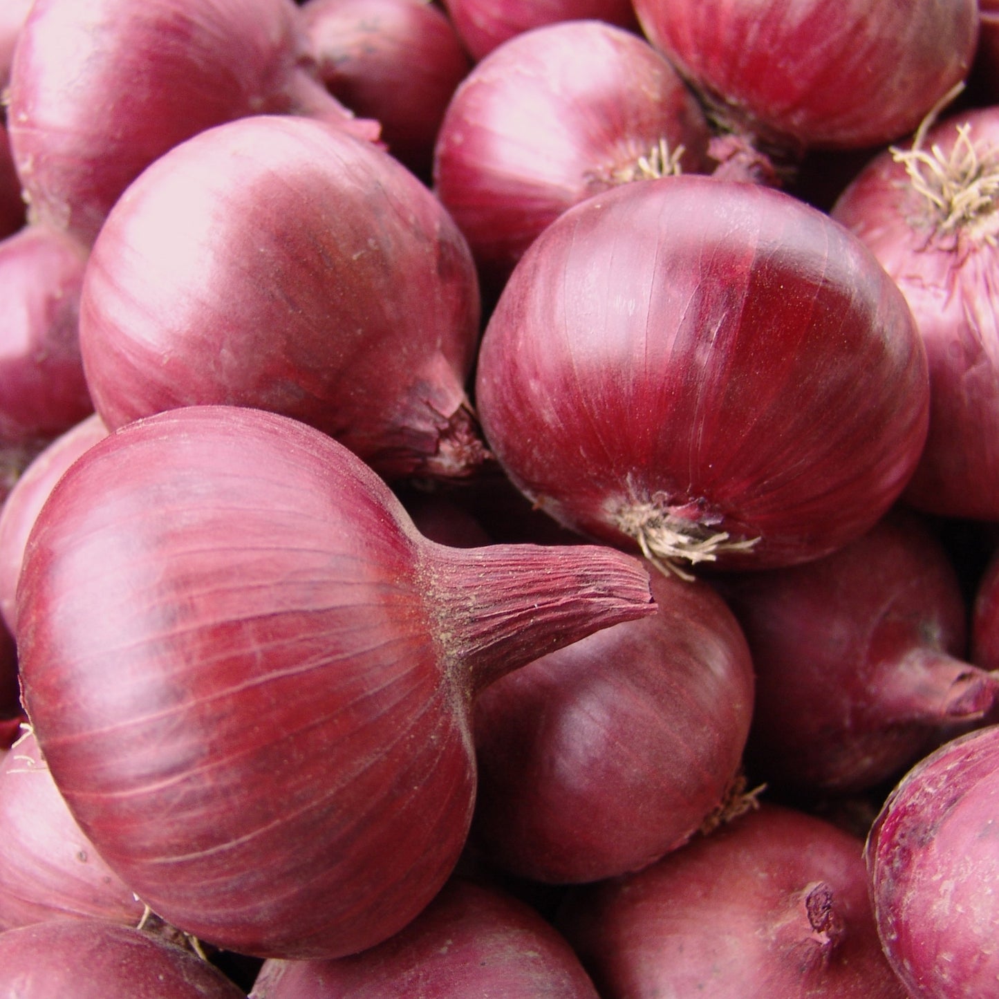 Bramley & Sage Karmen Red Bulbing Onion Seeds – approx. 50 seeds pp.