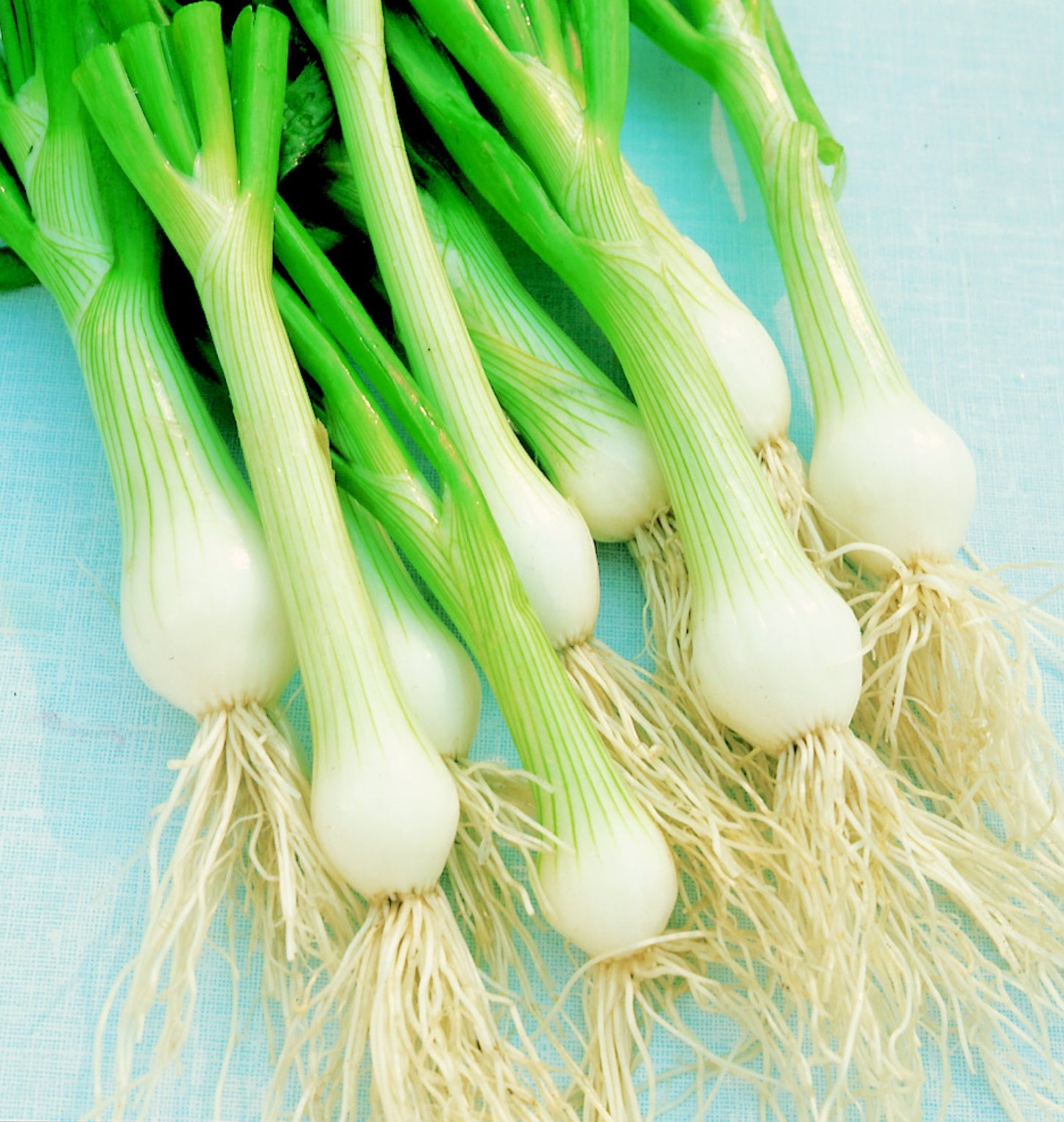 Bramley & Sage White Lisbon Salad Onion Seeds – approx. 100 seeds pp.
