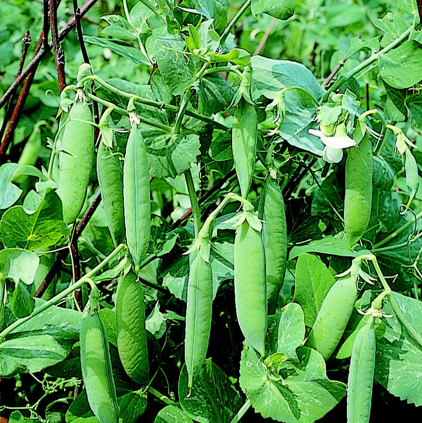 Bramley & Sage Second Early Kelvedon Wonder Pea Seeds – approx. 75 seeds pp.