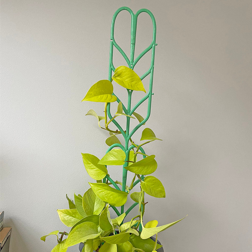 Bramley & Sage Indoor Connectable Plant Support (pack of 3)
