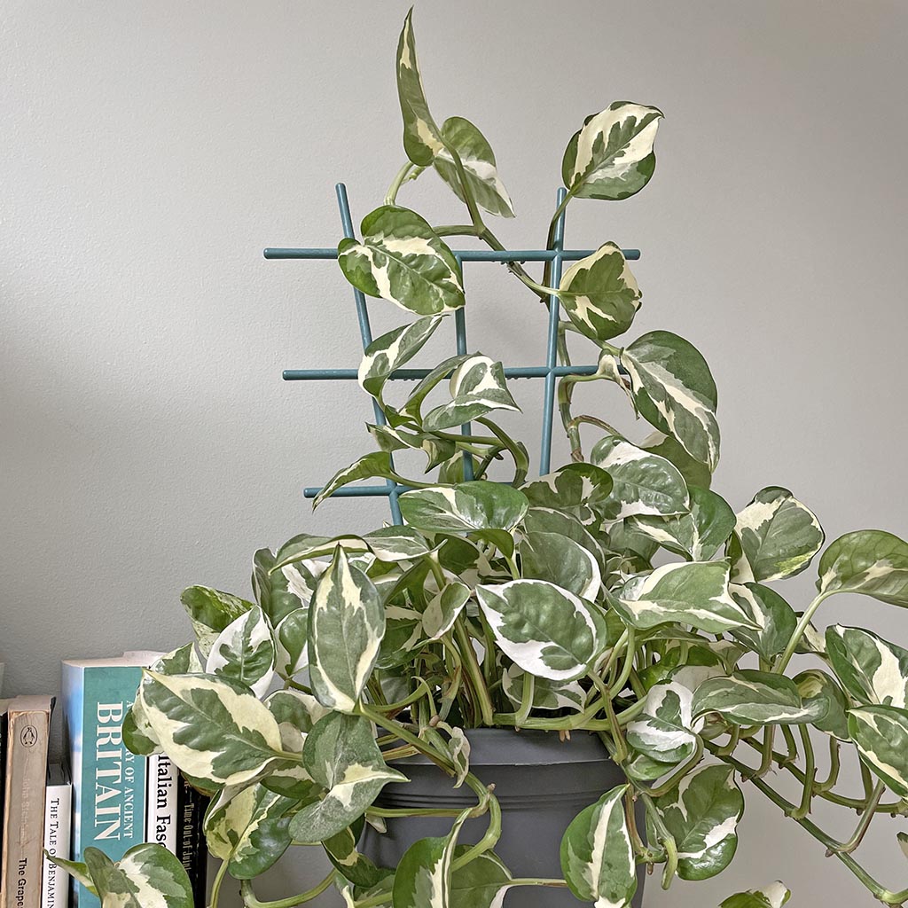 Bramley & Sage Indoor Plant Trellis 22cm x 42cm (pack of 3)