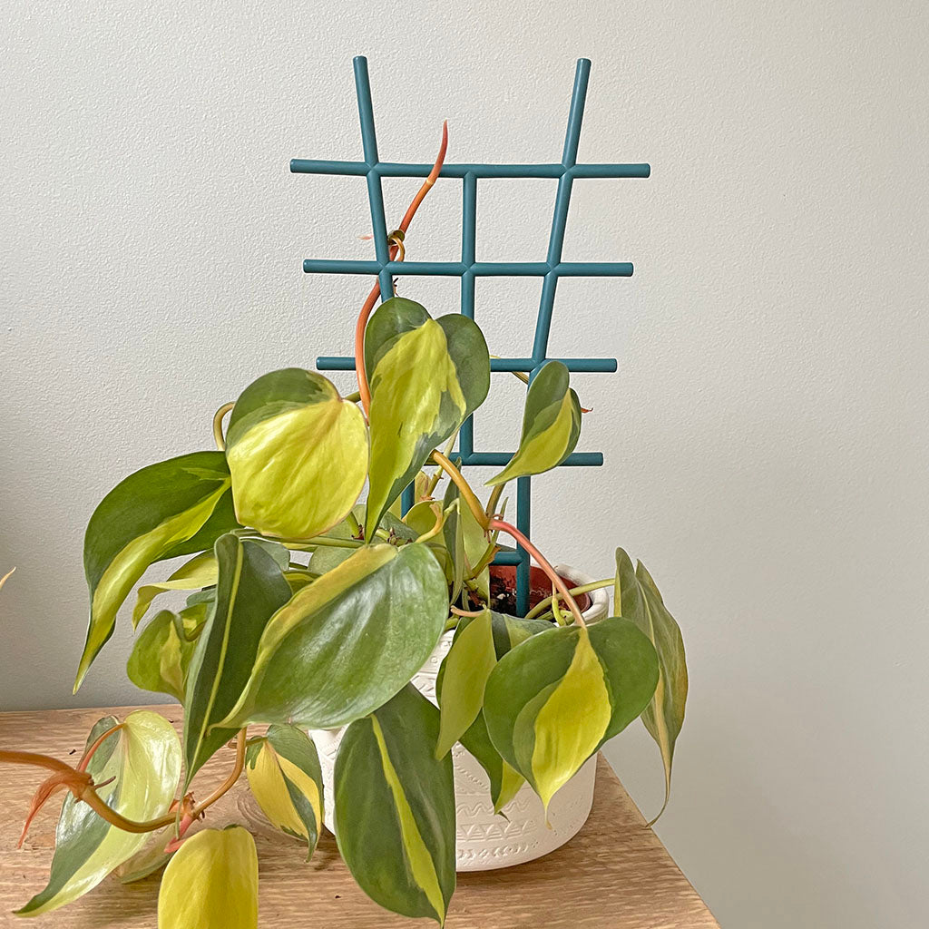 Bramley & Sage Indoor Plant Trellis 14.5cm x 28.5cm (pack of 3)
