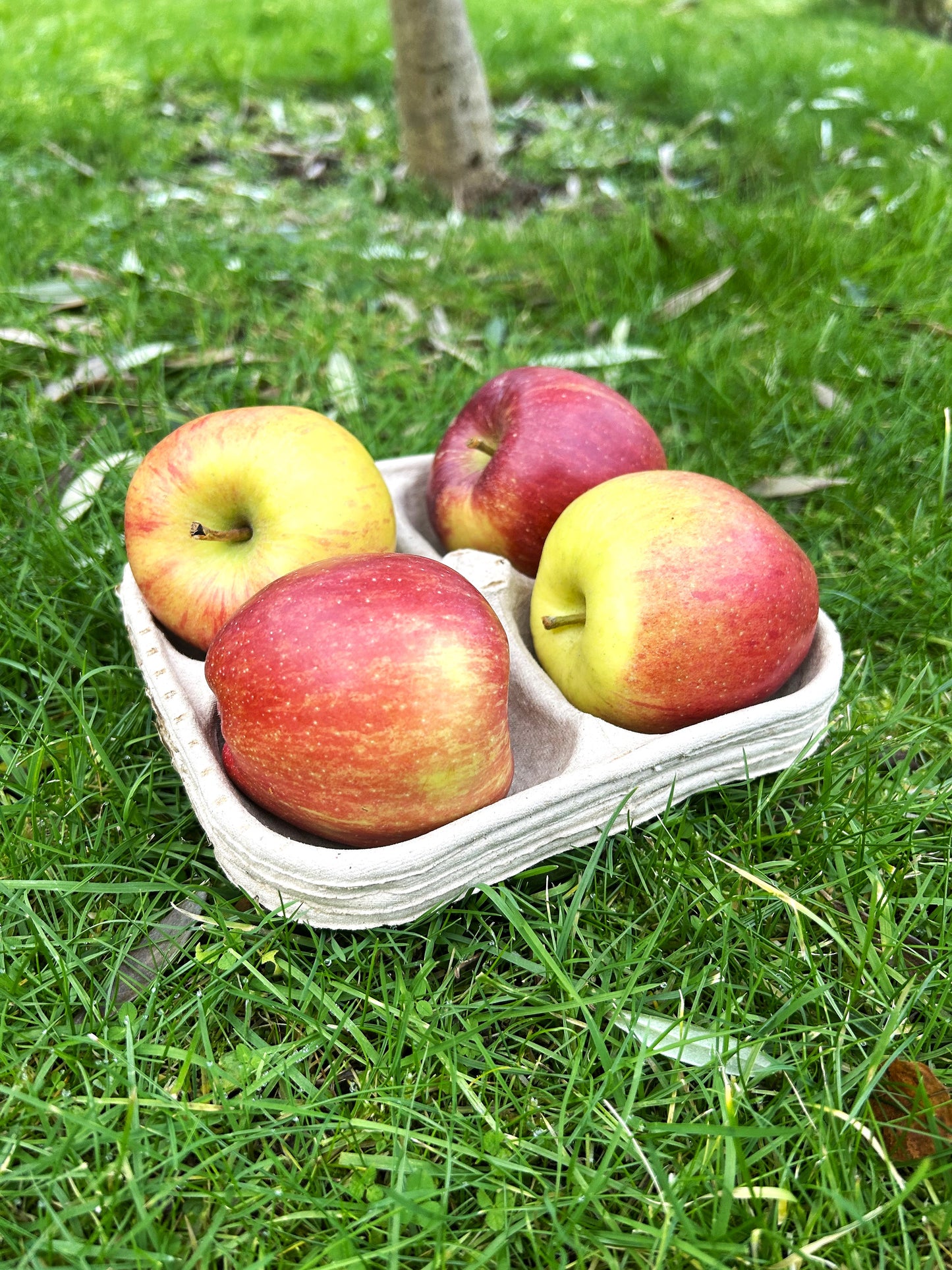 Bramley & Sage Biodegradable 4-hole Apple Produce Storage Tray