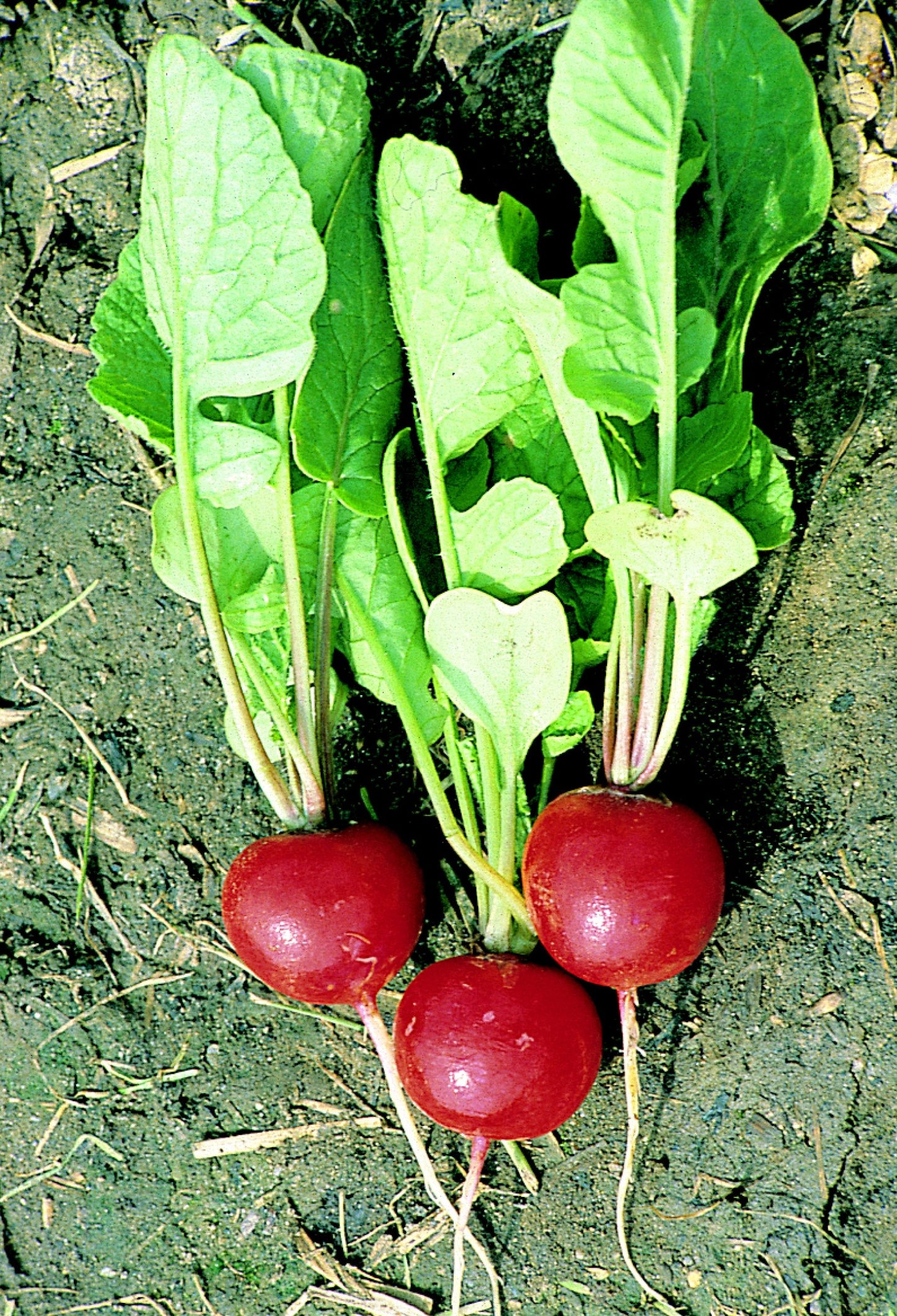 Bramley & Sage Cherry Belle Radish Seeds – approx. 80 seeds pp.