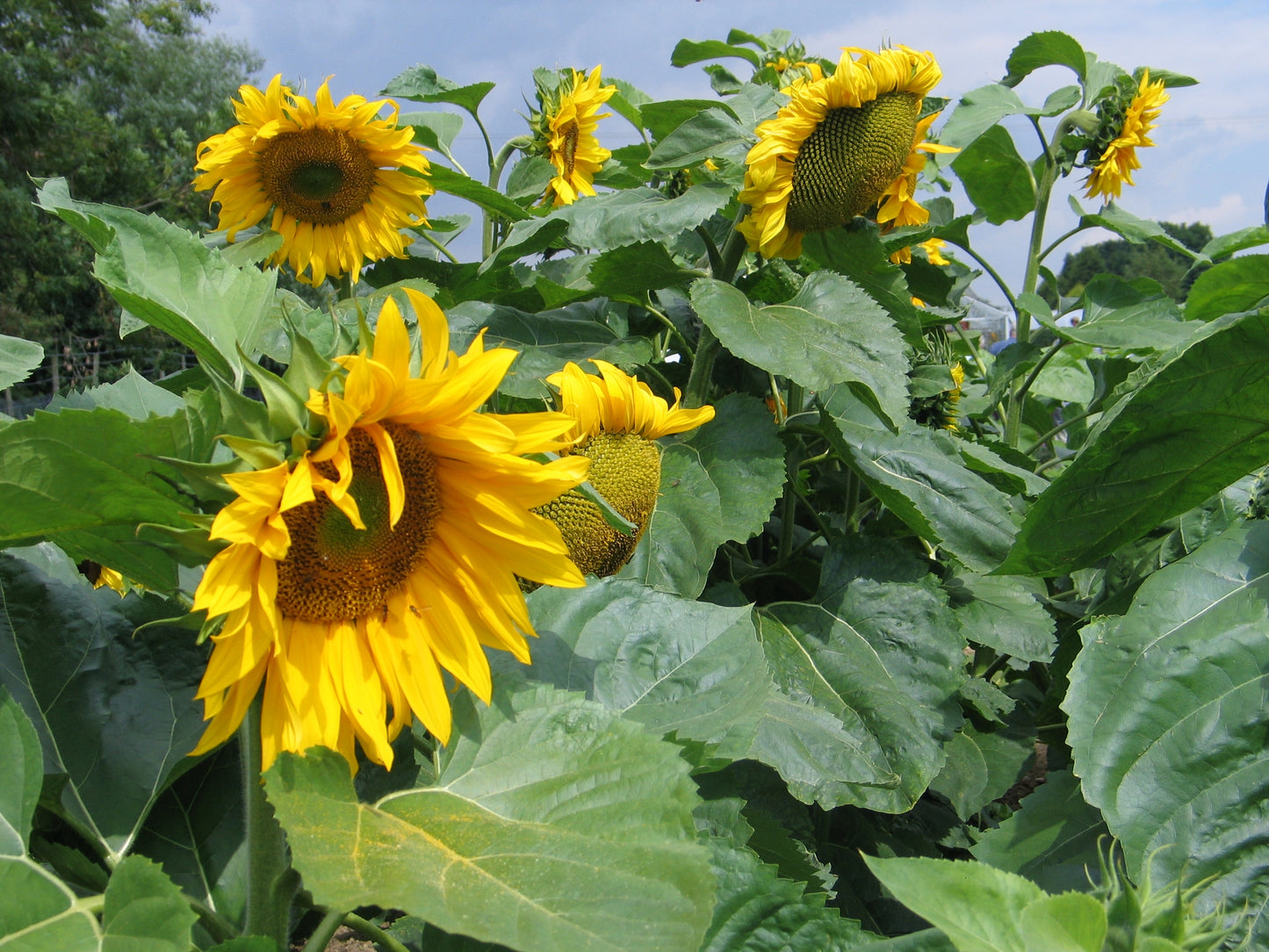 Bramley & Sage Giant Yellow Sunflower Seeds – 15 seeds pp.
