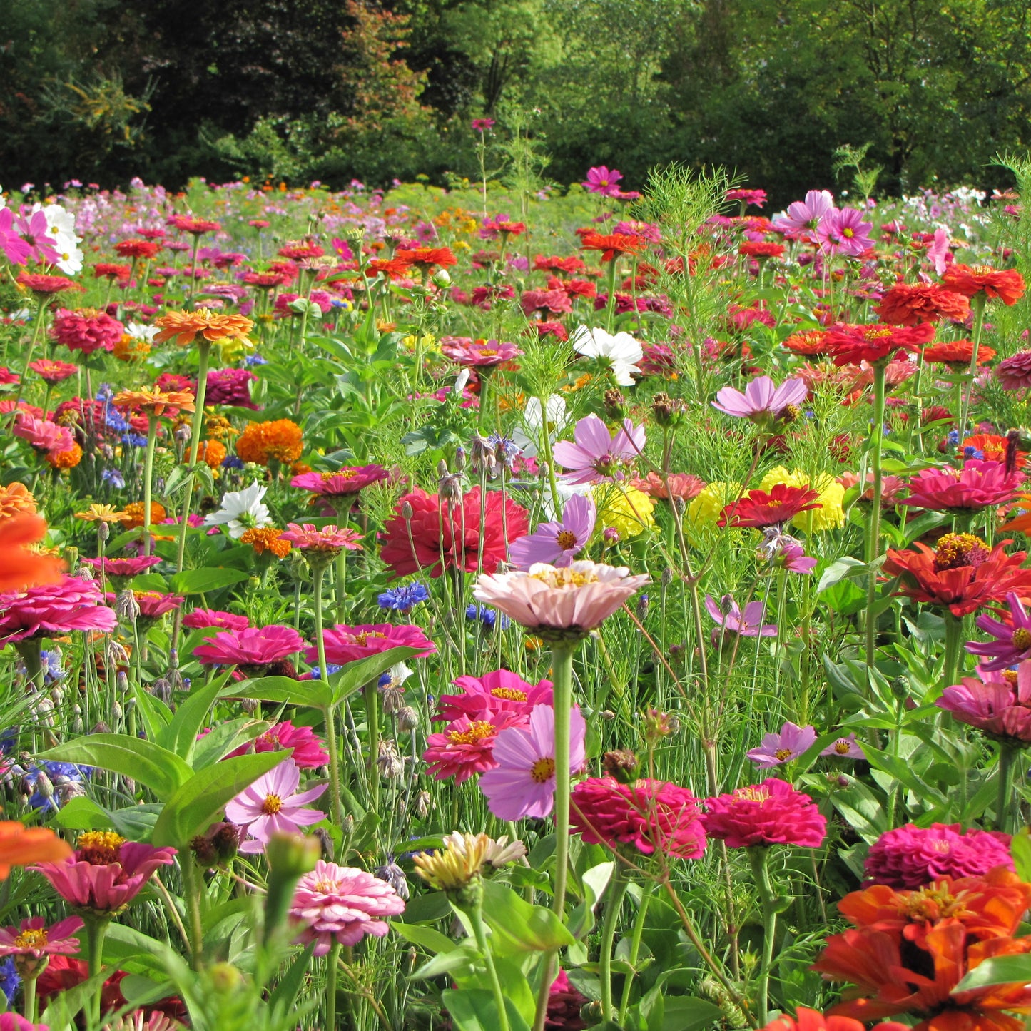 Bramley & Sage Throw to Grow – Summer Picking Flowers