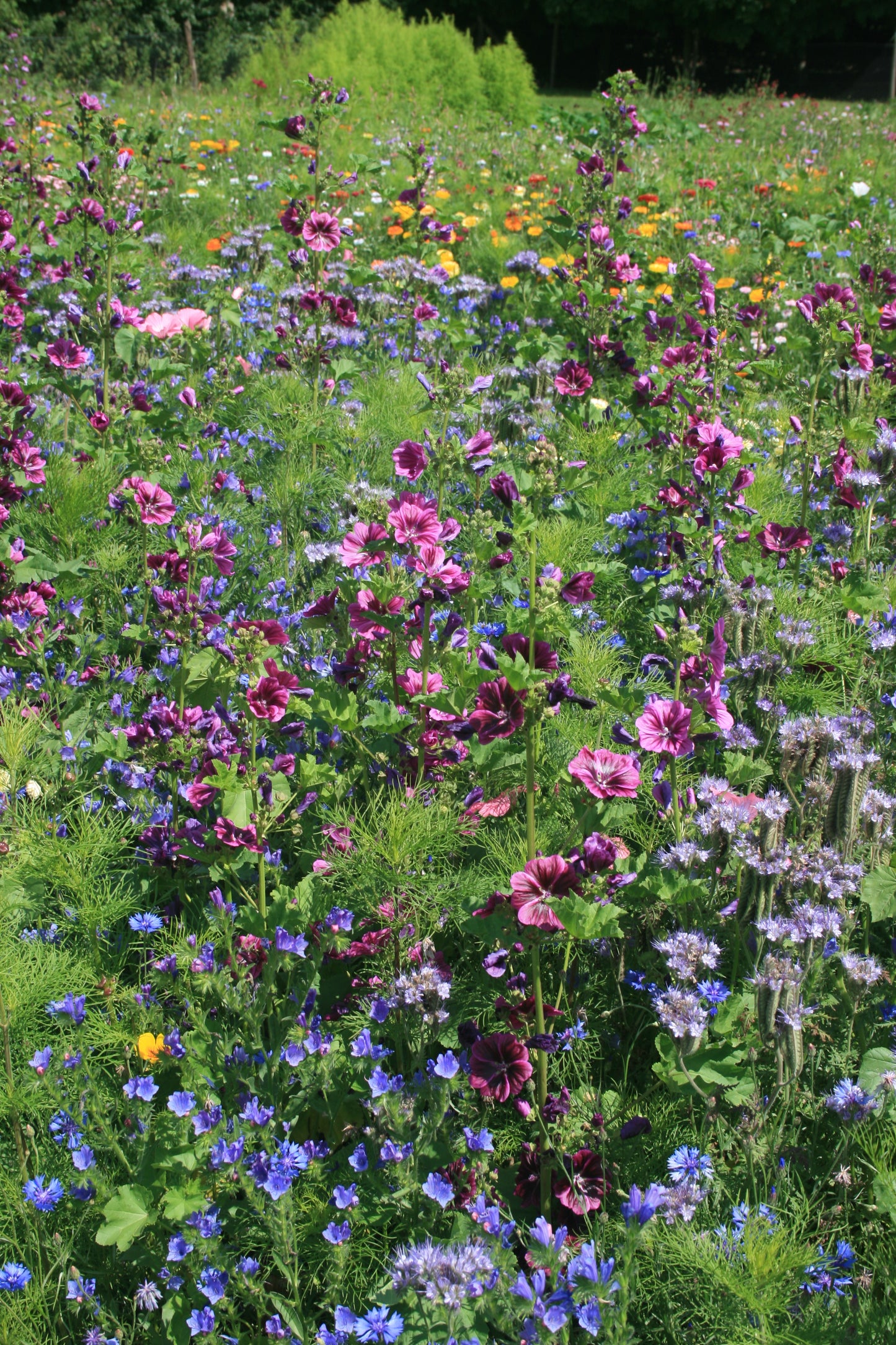 Bramley & Sage Throw to Grow – Bee Mixed Seeds