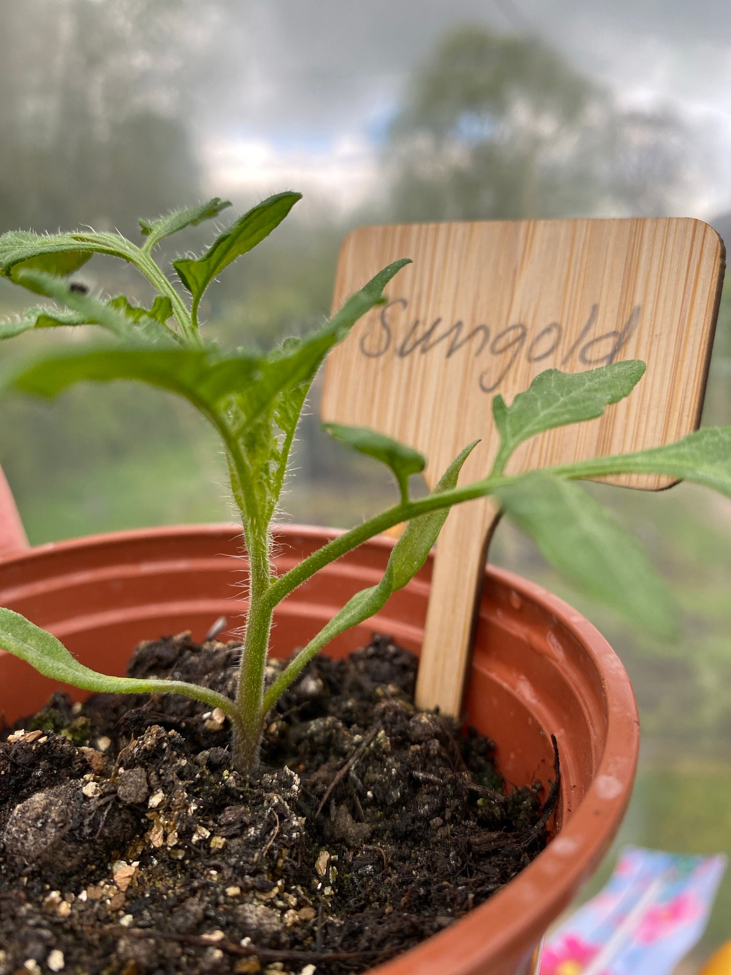 Bramley & Sage Bamboo T Labels (pack of 10)