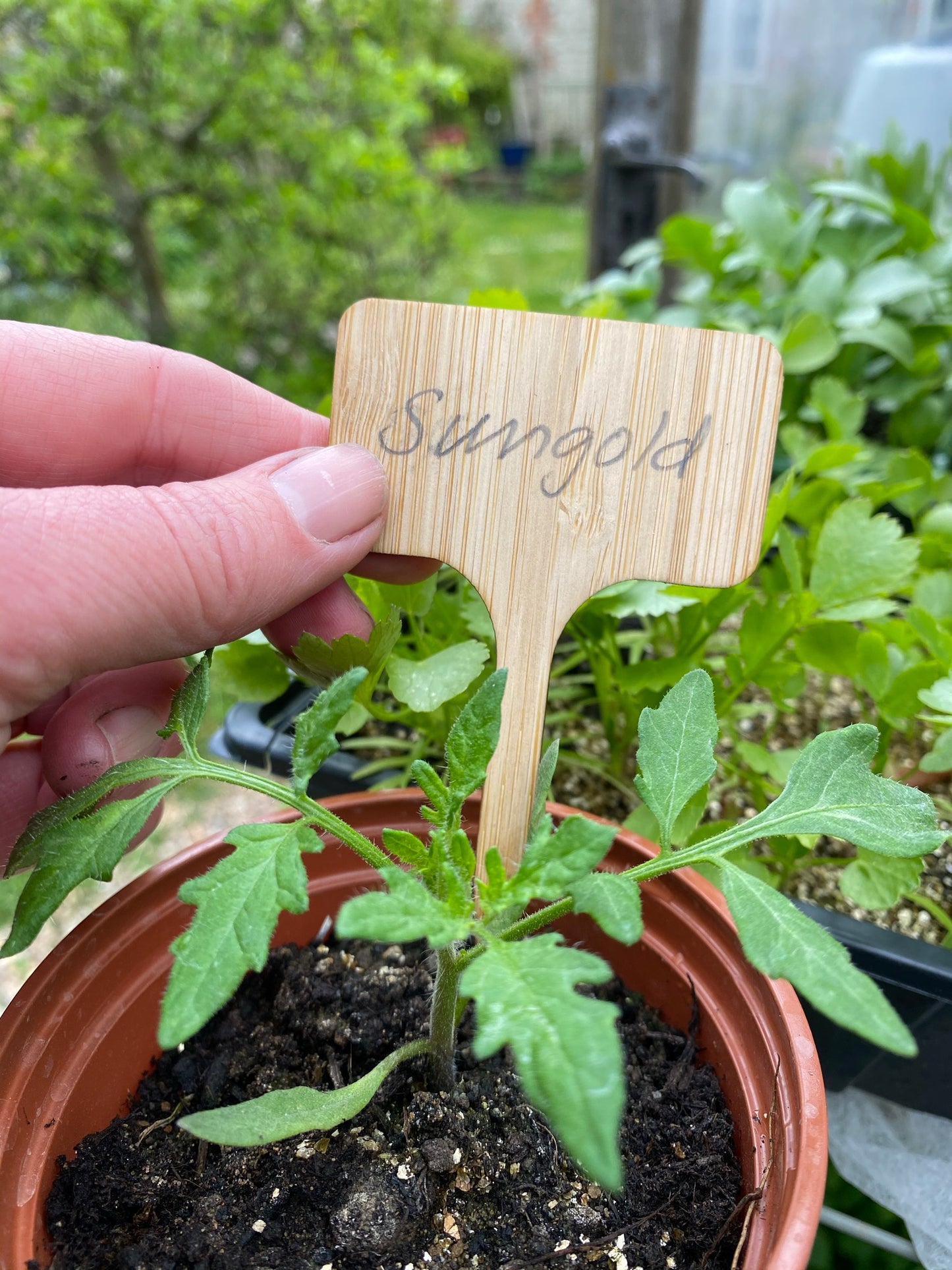 Bramley & Sage Bamboo T Labels (pack of 10)