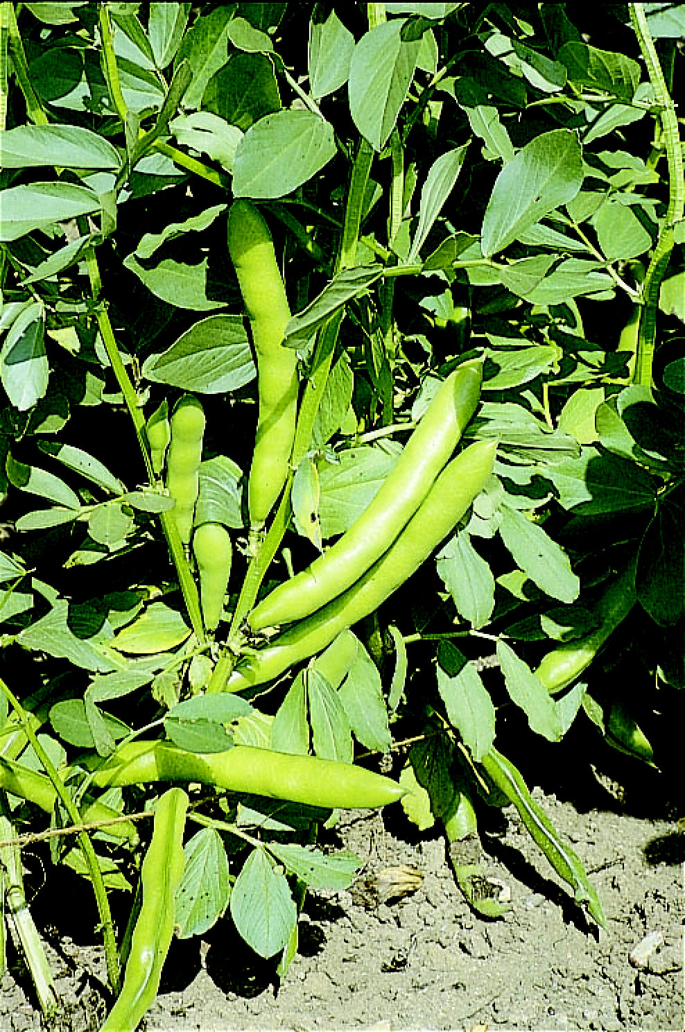 Bramley & Sage Broad Bean Aquadulce Seeds – 20 seeds pp