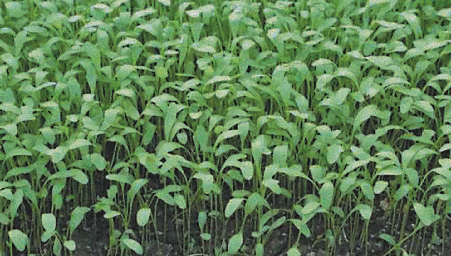 Bramley & Sage Cress Plain Common Seeds – approx. 1750 seeds pp