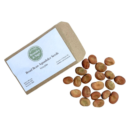 Bramley & Sage Broad Bean Aquadulce Seeds – 20 seeds pp