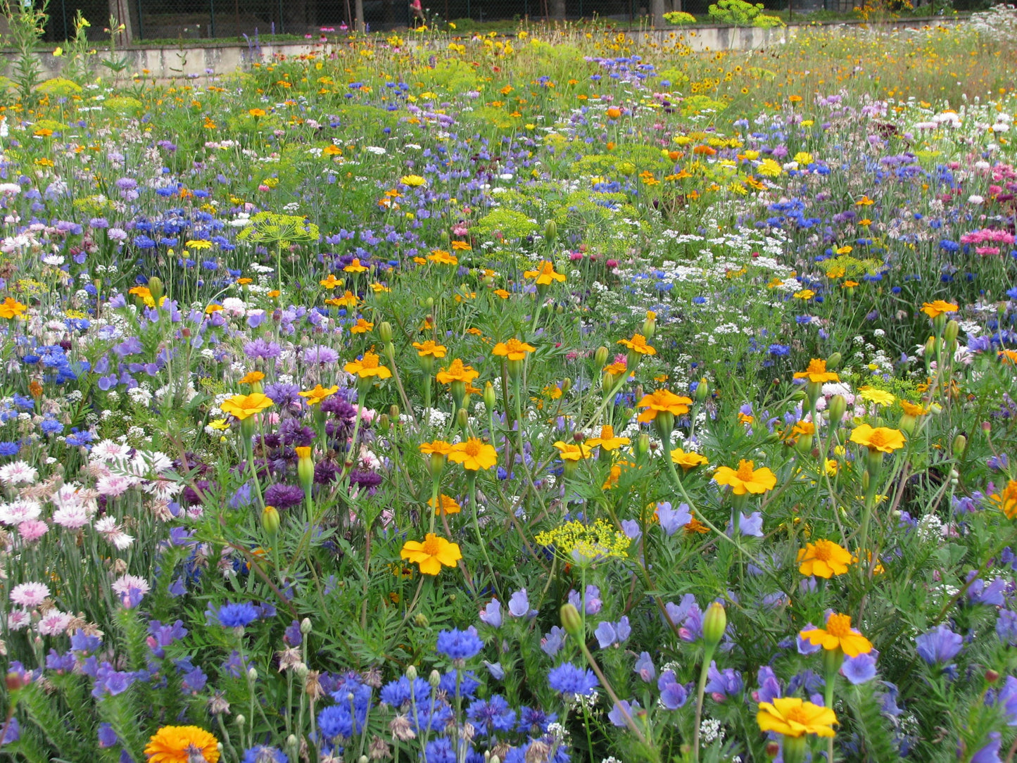 Bramley & Sage Throw to Grow – Flowers for Beneficial Insects Seeds